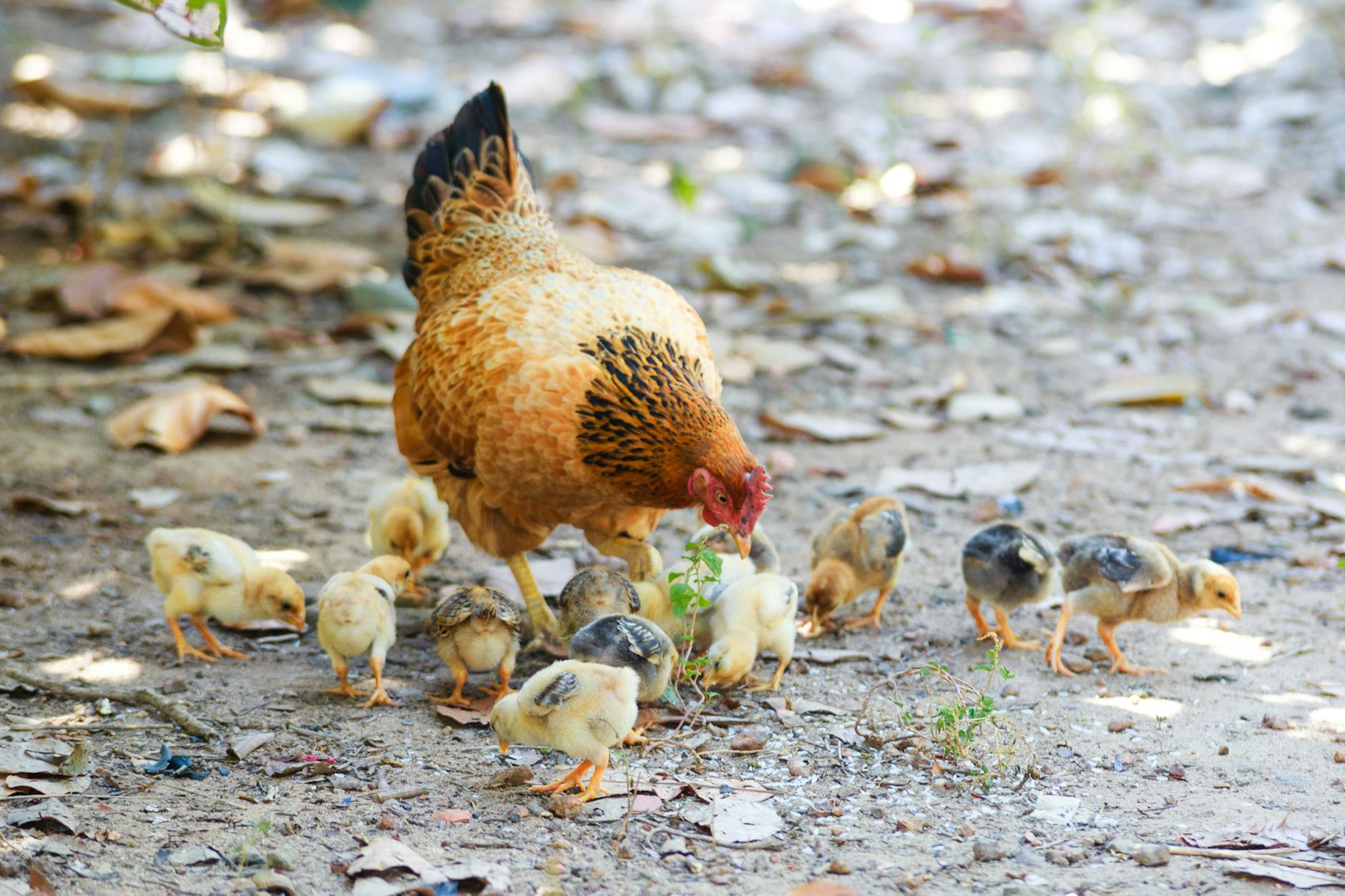 brown and black hen with peep of chick outdoor